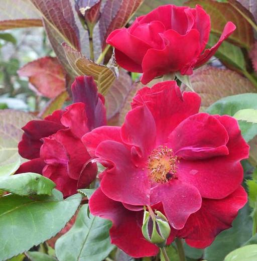 Rose 'Dusky Maiden', Rosa 'Dusky Maiden', Floribunda Rose 'Dusky Maiden', Cluster Flower Rose 'Dusky Maiden' David Austin Rose, Shrub roses, red roses